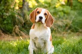 Beagle